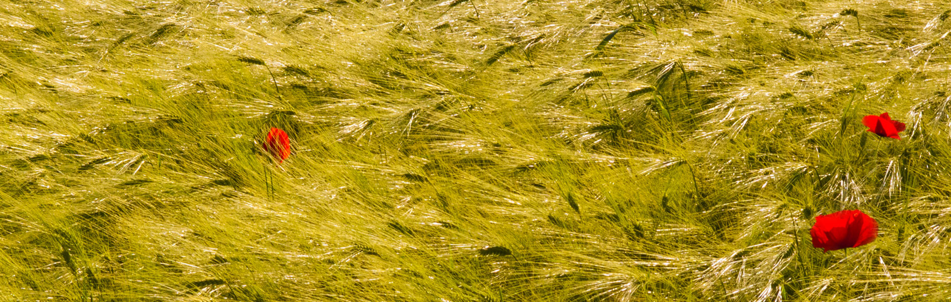 Whisky Live 2025 vigueur et inventivité